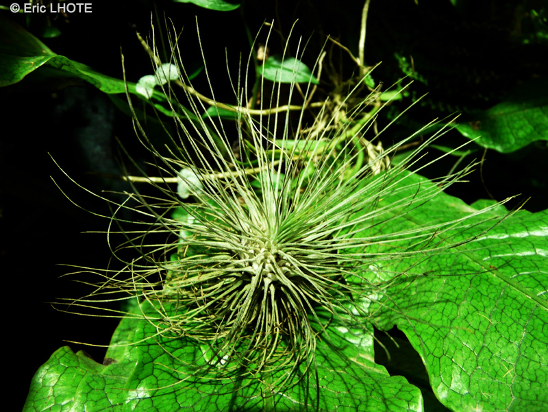  - Tillandsia argentea - 