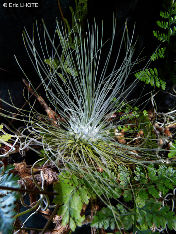  - Tillandsia argentea - 