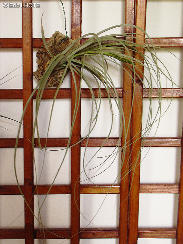  - Tillandsia balbisiana - 