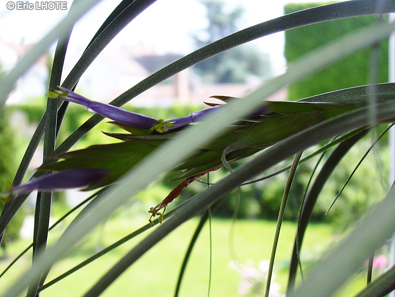 Bromeliaceae - Tillandsia balbisiana - Filles de l’air