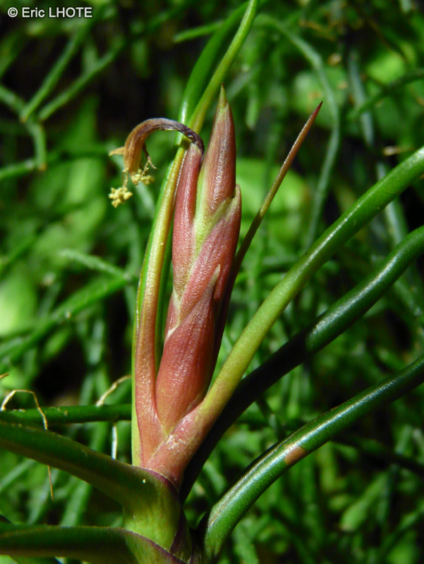 Bromeliaceae - Tillandsia bulbosa - Filles de l&rsquo;air