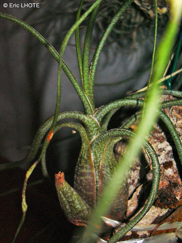 Bromeliaceae - Tillandsia butzii - Filles de l’air