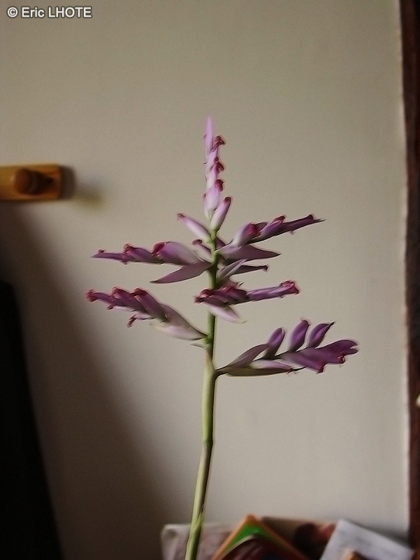  - Tillandsia cacticola - 