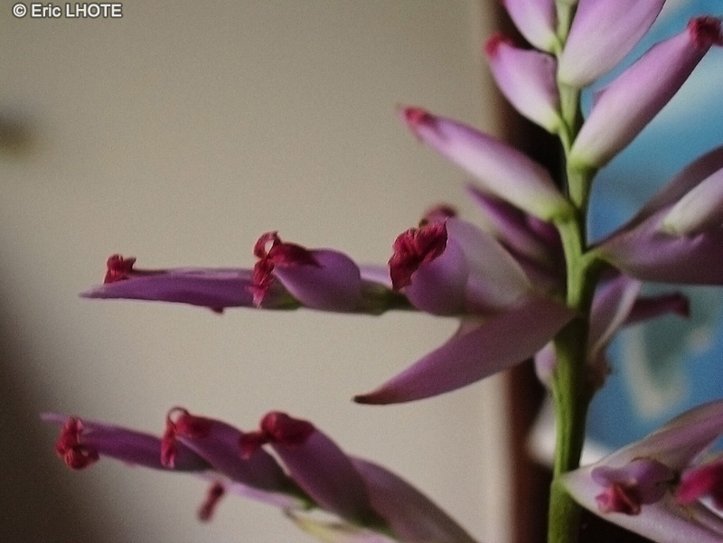  - Tillandsia cacticola - 