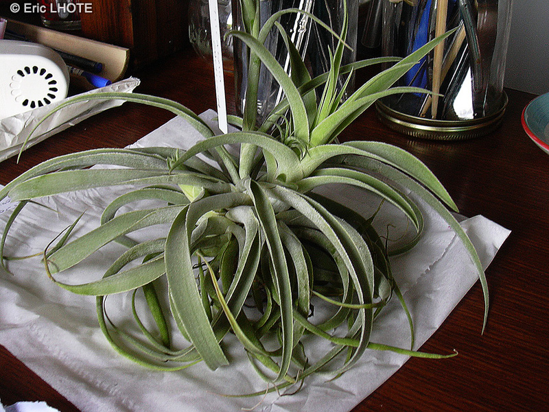 Bromeliaceae - Tillandsia cacticola - Filles de l’air