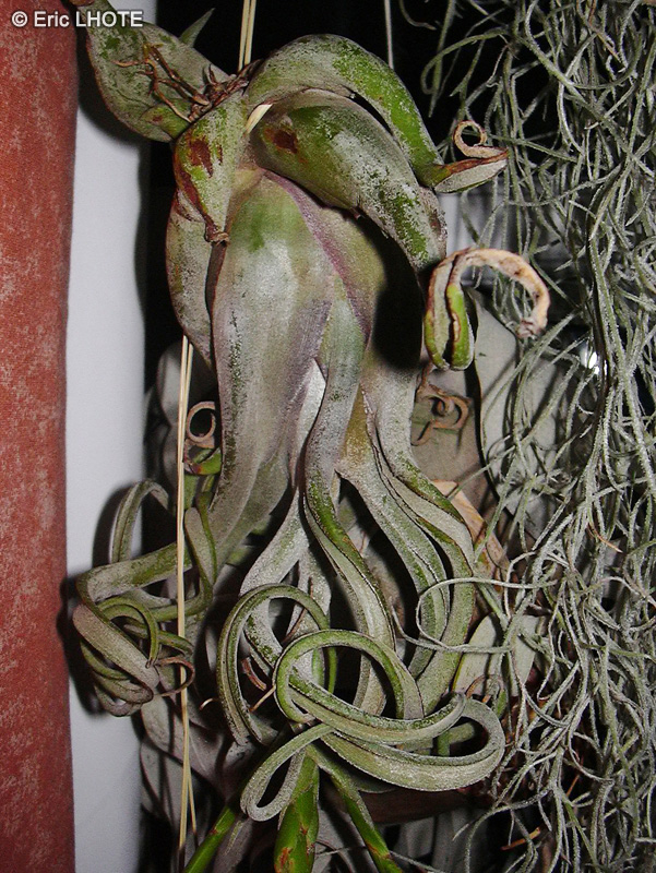  - Tillandsia caput medusae - 