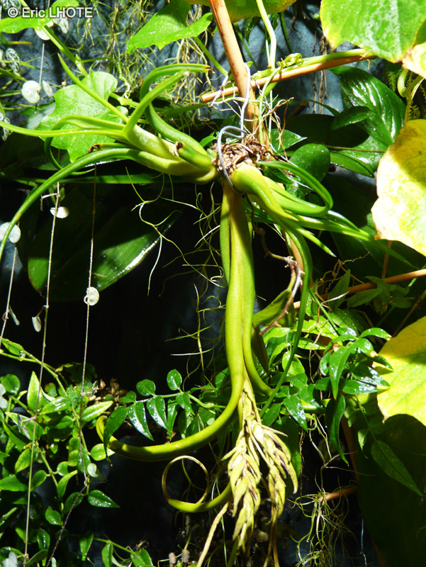  - Tillandsia caput medusae - 