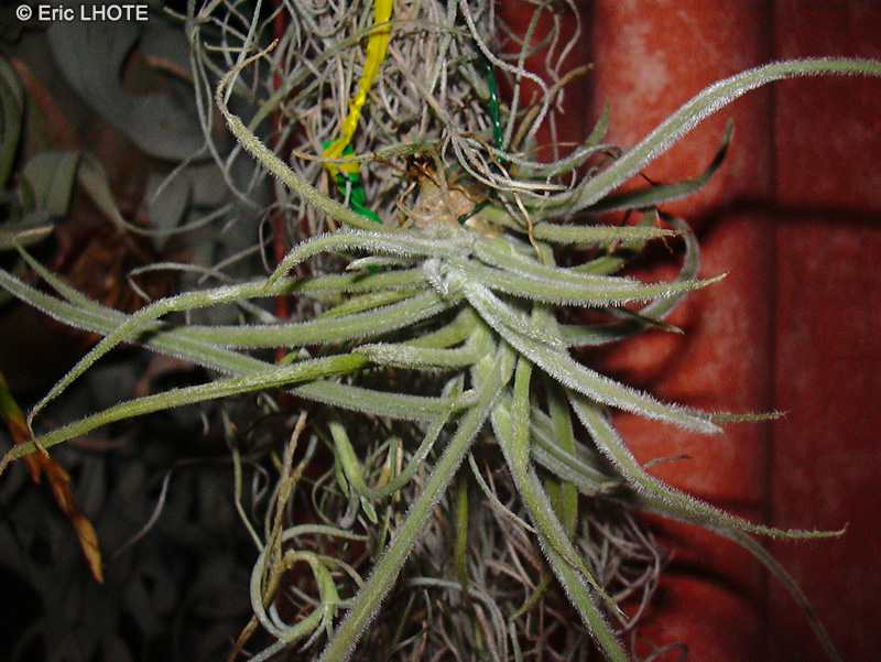Bromeliaceae - Tillandsia crocata - Filles de l’air