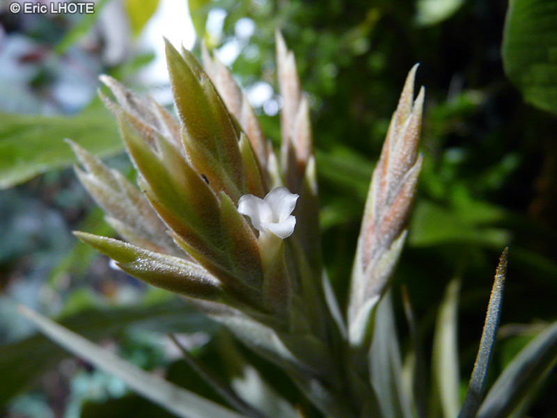  - Tillandsia didisticha - 