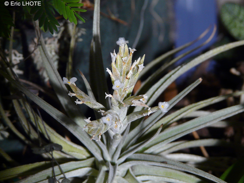  - Tillandsia didisticha - 