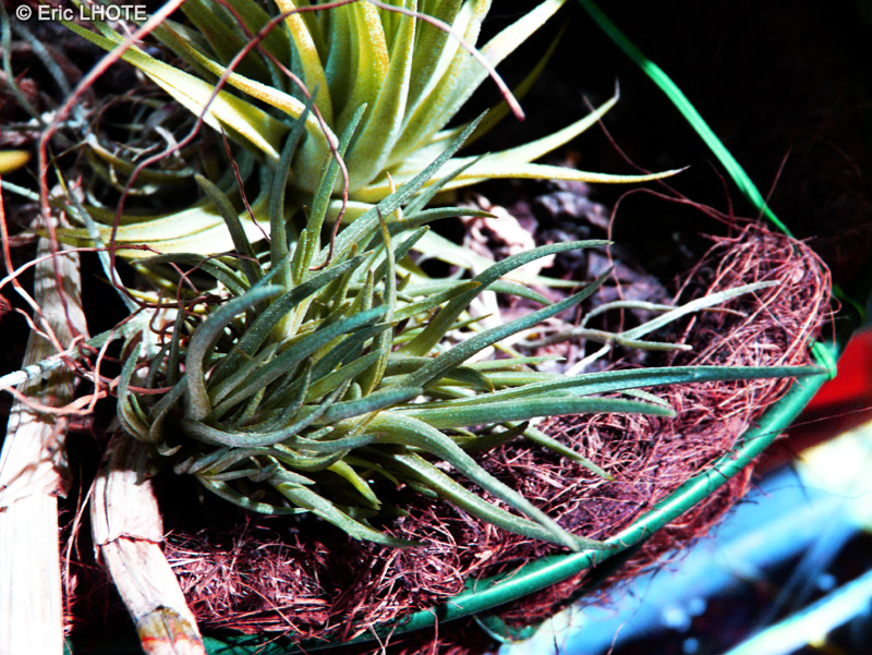 Bromeliaceae - Tillandsia dorothea - Filles de l&rsquo;air