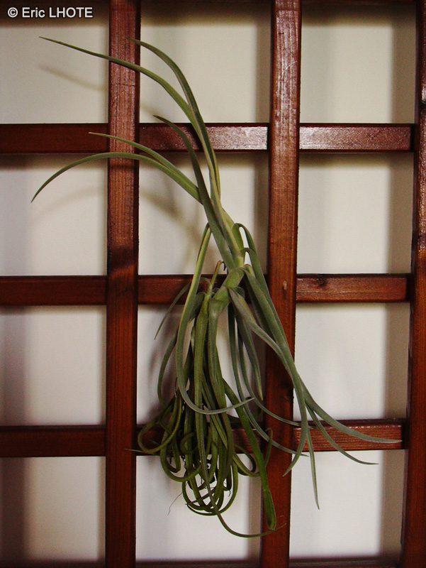 Bromeliaceae - Tillandsia duratii - Filles de l&rsquo;air