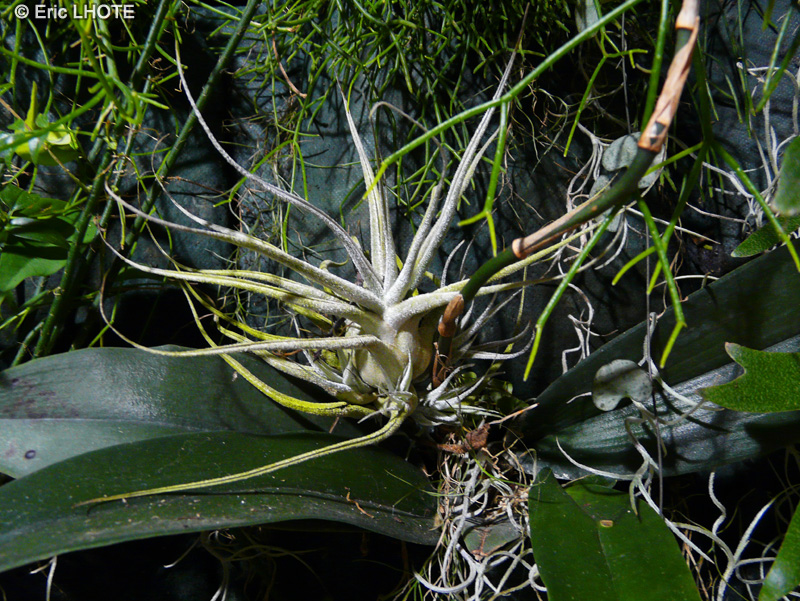  - Tillandsia ehlersiana - 