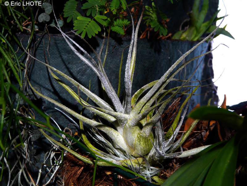 Bromeliaceae - Tillandsia ehlersiana - Filles de l’air