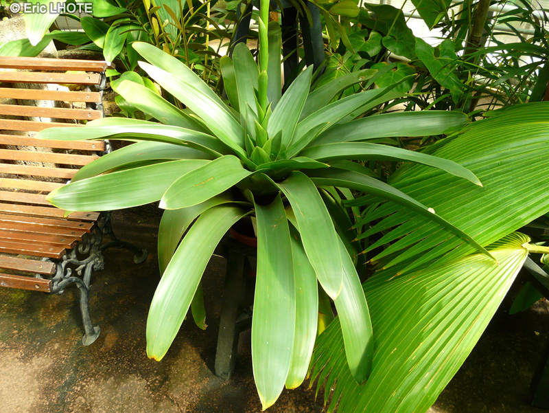Bromeliaceae - Tillandsia fraseri - Fille de l&rsquo;air