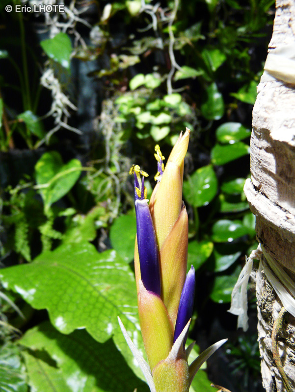  - Tillandsia harrisii - 