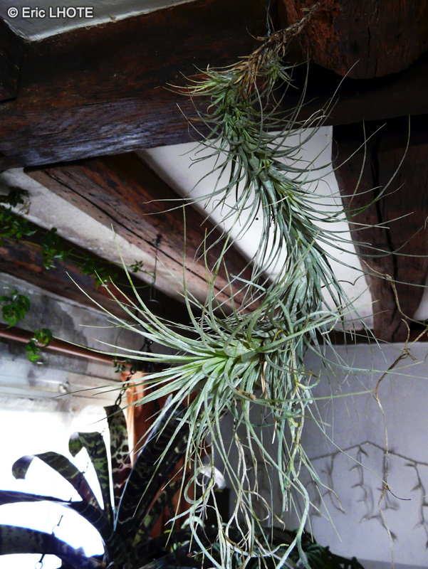 Bromeliaceae - Tillandsia heteromorpha - Filles de l&rsquo;air