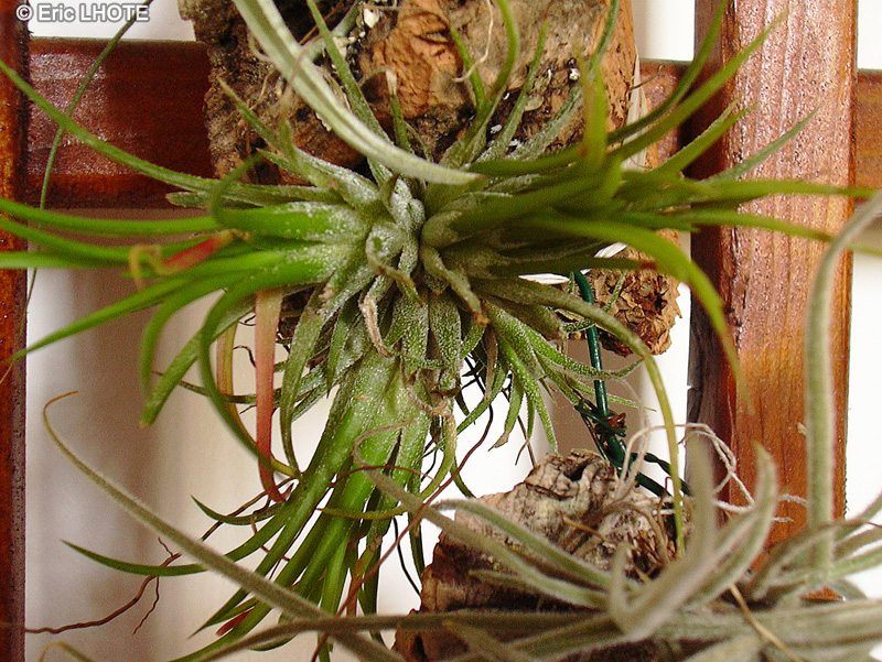  - Tillandsia ionantha - 