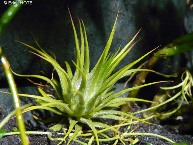  - Tillandsia ionantha - 