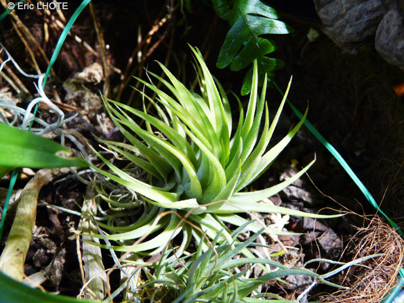  - Tillandsia ionantha - 
