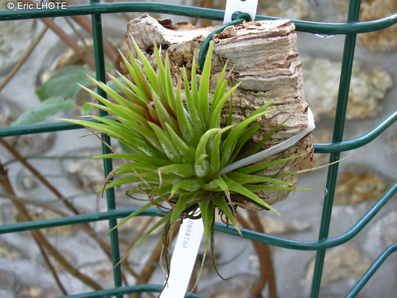 Bromeliaceae - Tillandsia ionantha - Filles de l&rsquo;air
