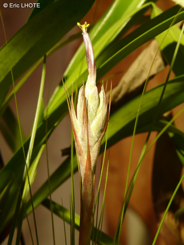  - Tillandsia juncea - 