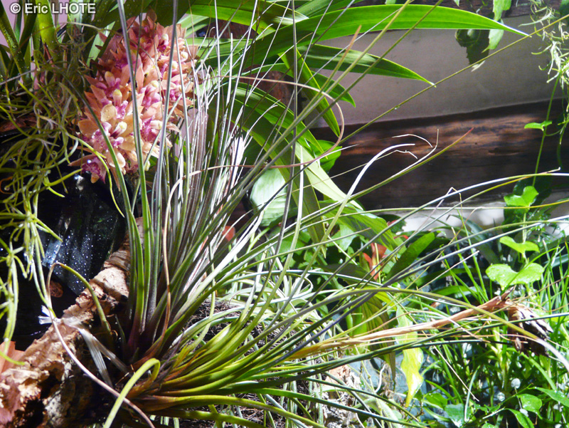 Bromeliaceae - Tillandsia juncea - Filles de l&rsquo;air