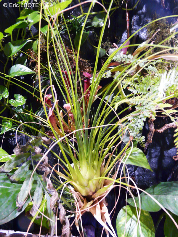 Bromeliaceae - Tillandsia punctulata - Filles de l&rsquo;air