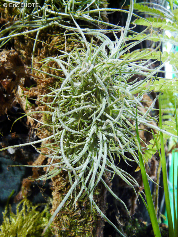 Bromeliaceae - Tillandsia recurvata - Filles de l&rsquo;air
