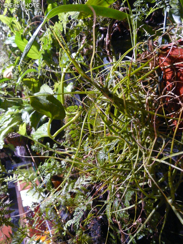 Bromeliaceae - Tillandsia schiedeana - Filles de l&rsquo;air