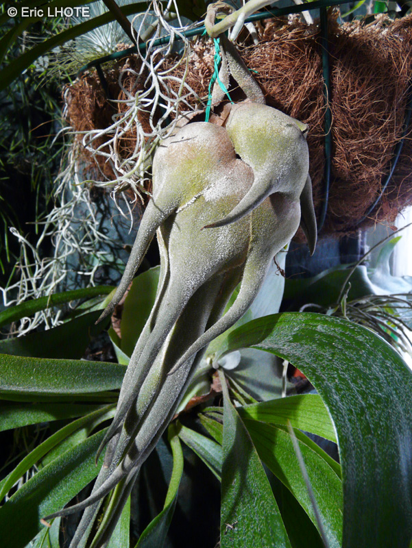  - Tillandsia seleriana - 