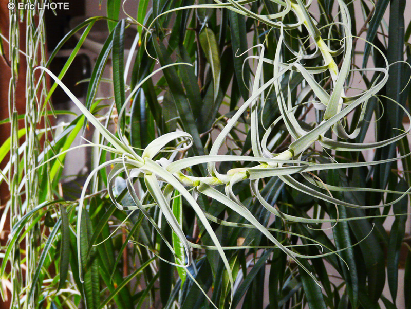  - Tillandsia sp. - 