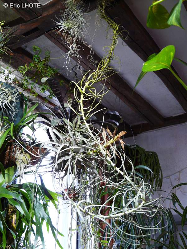 Bromeliaceae - Tillandsia sp. - Filles de l’air