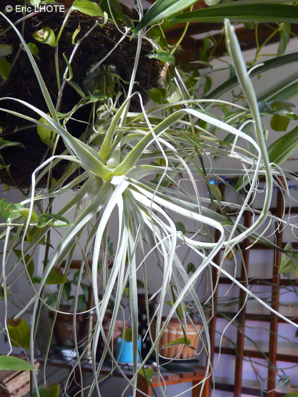  - Tillandsia straminea - 
