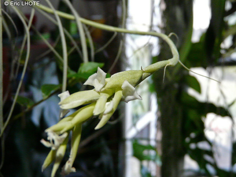  - Tillandsia straminea - 