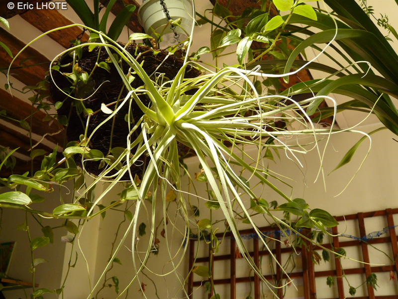 Bromeliaceae - Tillandsia straminea - Filles de l’air