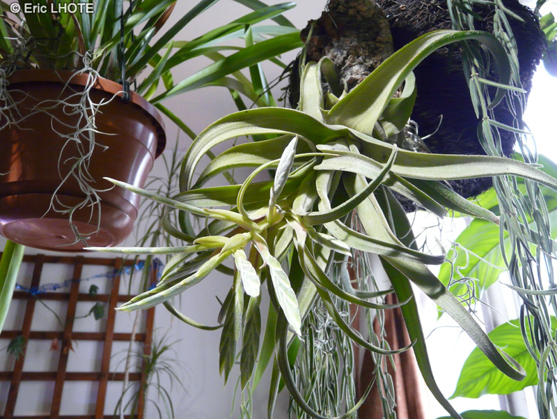  - Tillandsia streptophylla - 