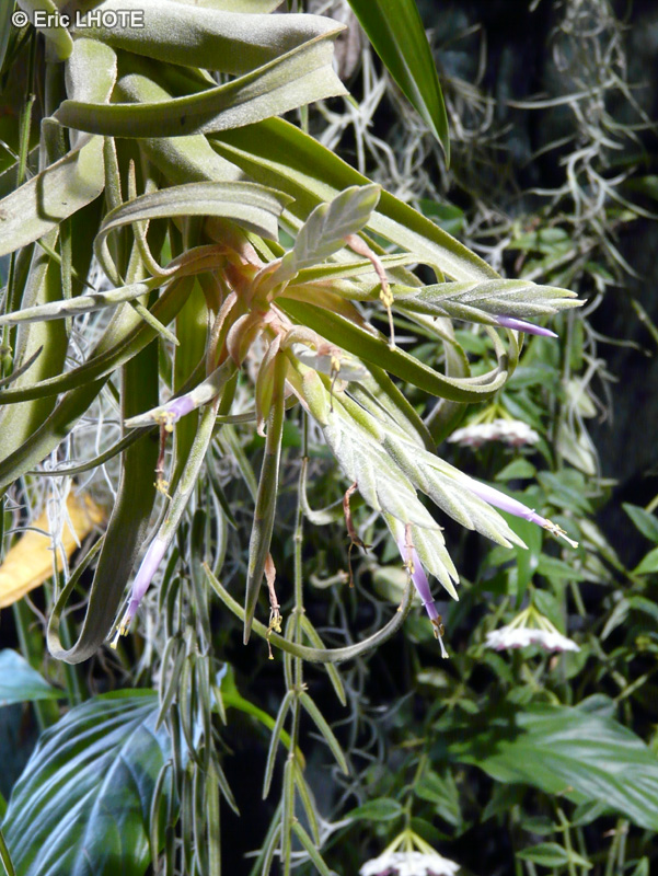  - Tillandsia streptophylla - 