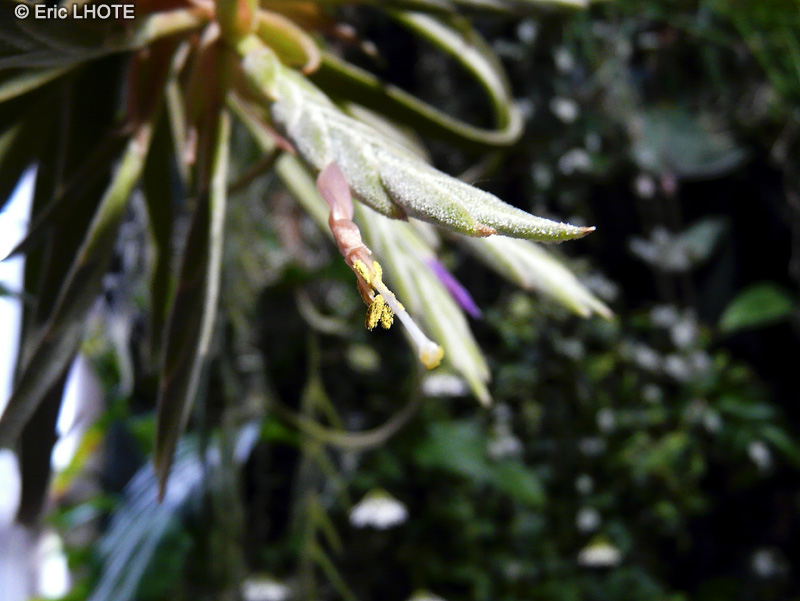  - Tillandsia streptophylla - 
