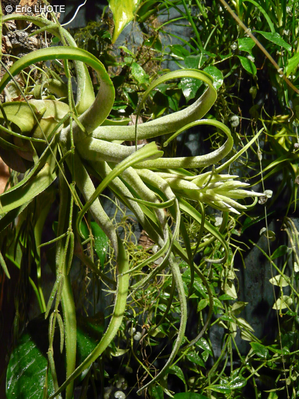 Bromeliaceae - Tillandsia streptophylla - Filles de l&rsquo;air