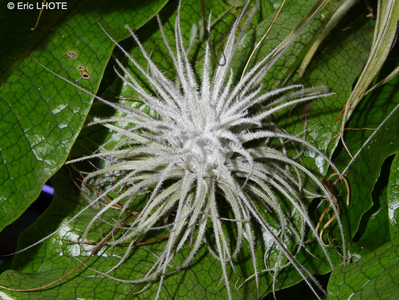  - Tillandsia tectorum - 