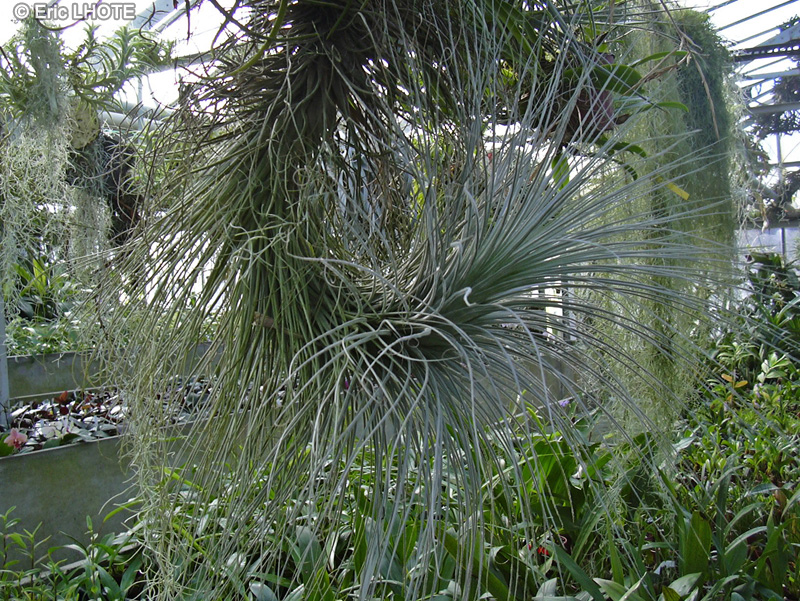  - Tillandsia tectorum - 