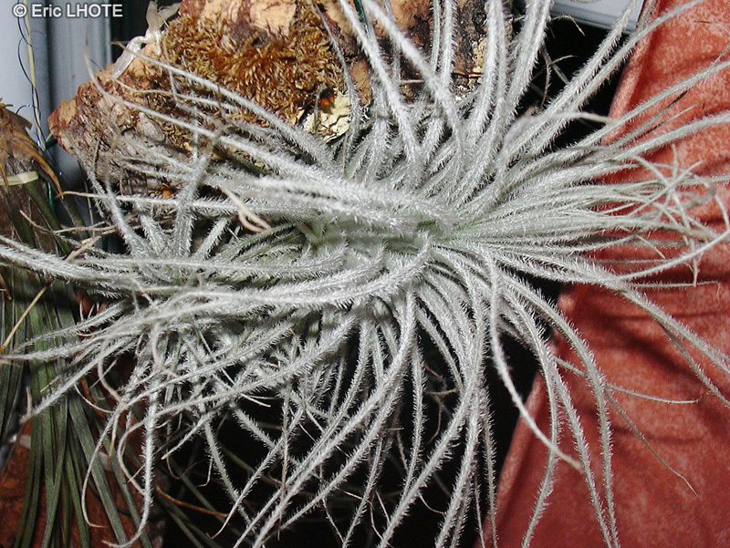 Bromeliaceae - Tillandsia tectorum - Filles de l&rsquo;air