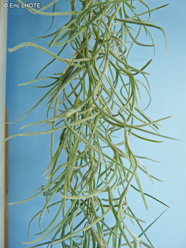 Bromeliaceae - Tillandsia usneoides - Filles de l’air, Barbe Espagnole, Barbe du roi, Mousse Espagnole