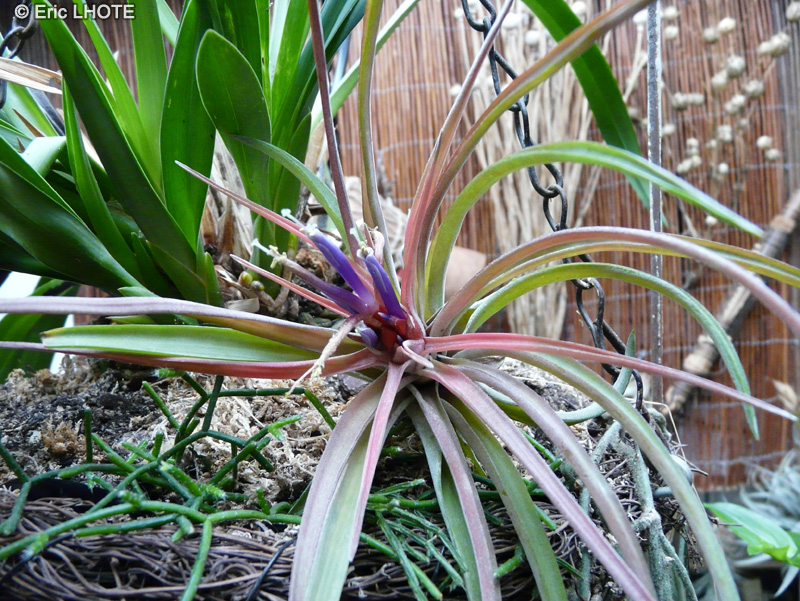 Bromeliaceae - Tillandsia velutina - Filles de l&rsquo;air