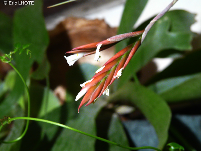  - Tillandsia x lorentziana - 