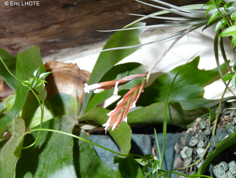  - Tillandsia x lorentziana - 