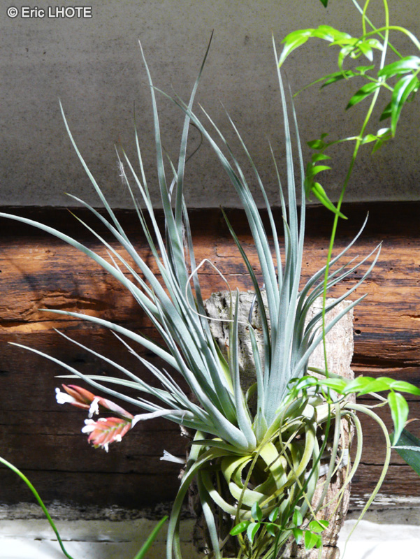 Bromeliaceae - Tillandsia x lorentziana - Filles de l&rsquo;air