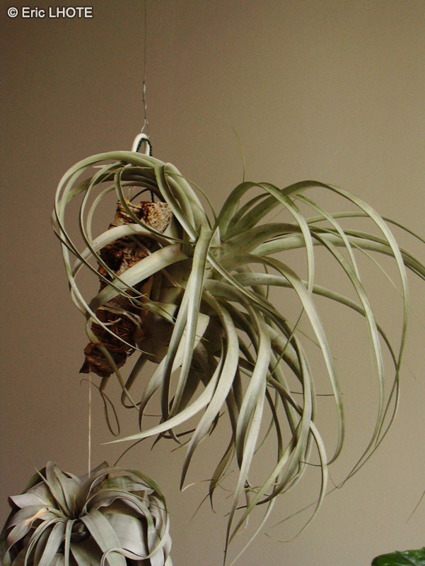  - Tillandsia xerographica - 