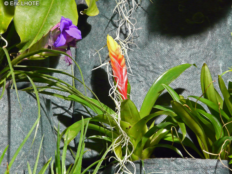 Bromeliaceae - Vriesea Christiane - Vriéséa